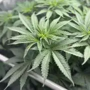 Grow #4 Coochie Runtz (Repeat)