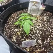 Grow #5 Lemon Cherry Auto 42