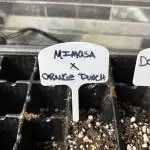 Grow #3 BF - Mimosa X Orange Punch