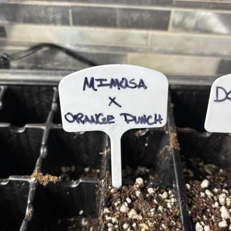 Grow #3 BF - Mimosa X Orange Punch