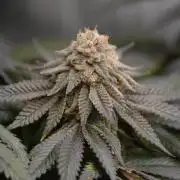 Grow #4 Coochie Runtz (Repeat)