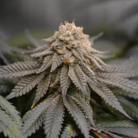 Grow #4 Coochie Runtz (Repeat)