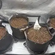 Grow #5 Lemon Cherry Auto 42