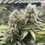 Grow #3 BF - Dos Si Dos 33