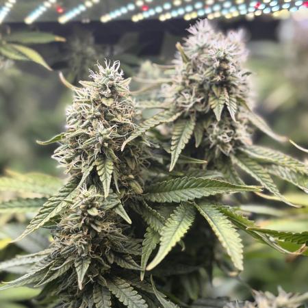 Grow #3 BF - Dos Si Dos 33