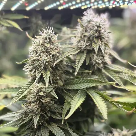 Grow #3 BF - Dos Si Dos 33