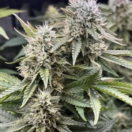 Grow #3 BF - Dos Si Dos 33