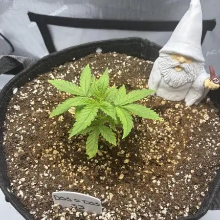 Grow #3 BF - Dos Si Dos 33