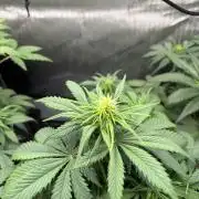 Grow #5 Lemon Cherry Auto 42