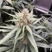 Grow #5 Lemon Cherry Auto 42
