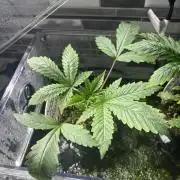 Grow #4 Coochie Runtz (Repeat)