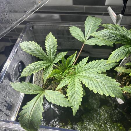 Grow #4 Coochie Runtz (Repeat)