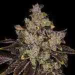 Grow #4 First Class Funk (Repeat)