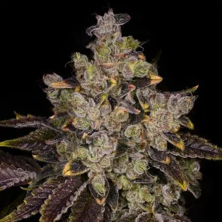 Grow #4 First Class Funk (Repeat)