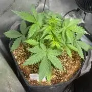 Grow #5 Dark Devil Auto