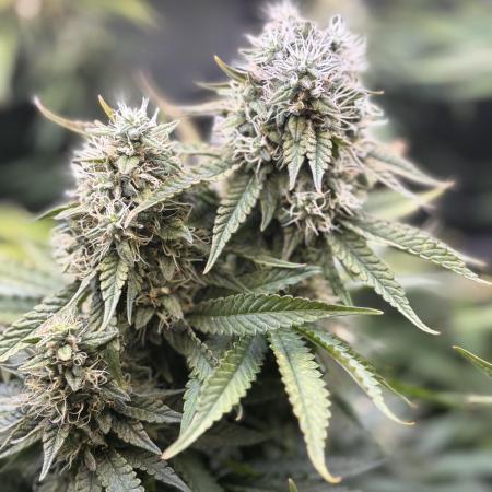 Grow #3 BF - Dos Si Dos 33