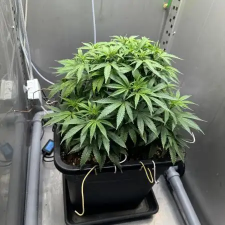 [LIMITED] Minty Black 98 - [RipperSeeds]