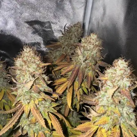 Canadian Kush 2.0 - [ MedicalSeeds ]