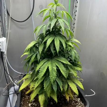 [LIMITED] Minty Black 98 - [RipperSeeds]