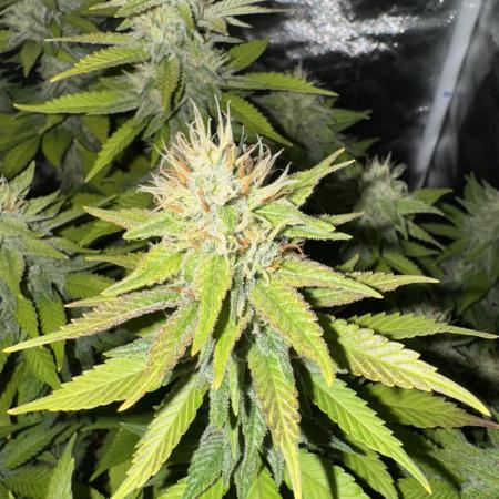 Canadian Kush 2.0 - [ MedicalSeeds ]