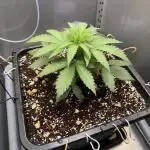 [LIMITED] Minty Black 98 - [RipperSeeds]