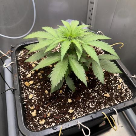[LIMITED] Minty Black 98 - [RipperSeeds]