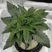 Baby Momma - Spain's Medicinal - Oracle