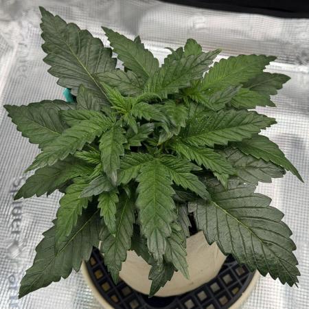 Baby Momma - Spain's Medicinal - Oracle