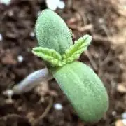 Baby Momma - Cherry Cola Auto RF3