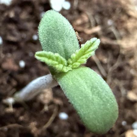 Baby Momma - Cherry Cola Auto RF3