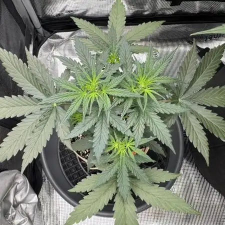 Kickass Auto