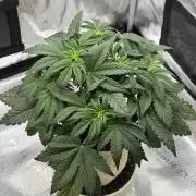 Baby Momma - Spain's Medicinal - Ripper