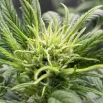 Getting Frosty with the Boys