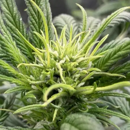 Getting Frosty with the Boys