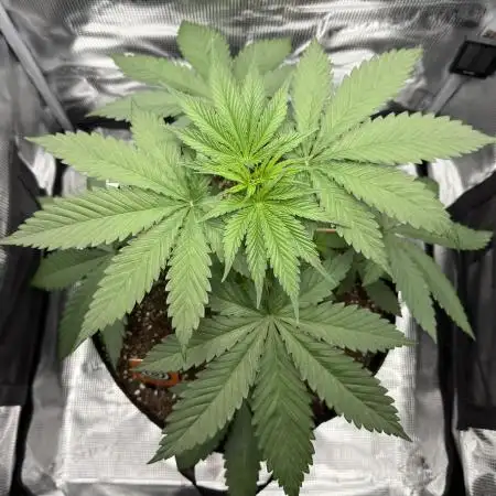 Pink Gelato (new 2025 release)