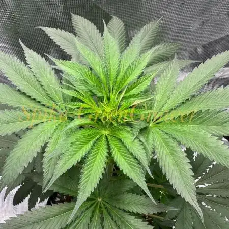 Pink Gelato (new 2025 release)