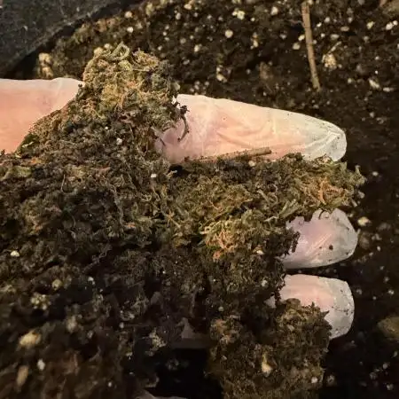 Vermicompost