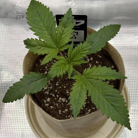 Baby Momma - Cherry Cola Auto RF3