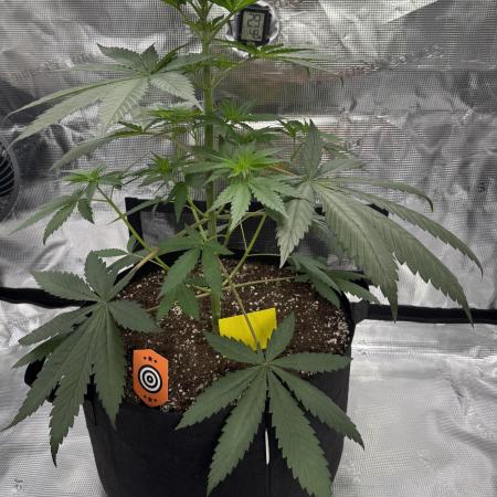 Pink Gelato (new 2025 release)