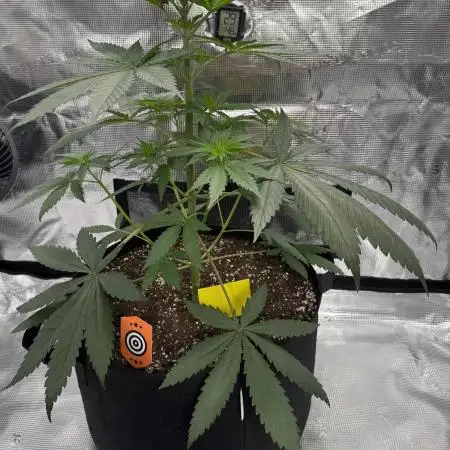 Pink Gelato (new 2025 release)