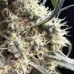 Pink Gelato (new 2025 release)
