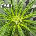 Pink Gelato (new 2025 release)
