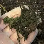 Vermicompost