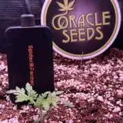 Friki Nana #112 - the Mutant