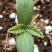 Baby Momma - Spain's Medicinal - Ripper