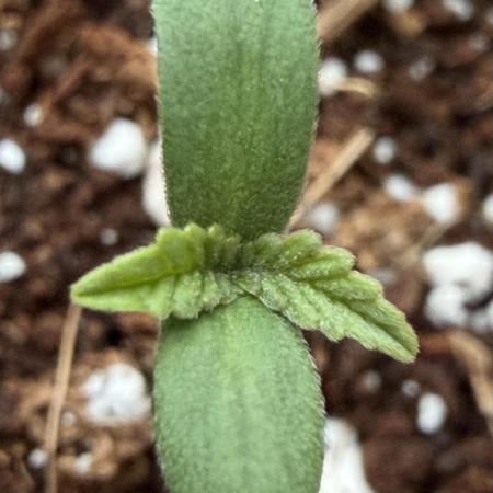 Baby Momma - Spain's Medicinal - Ripper