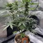Kickass Auto
