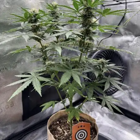 Kickass Auto