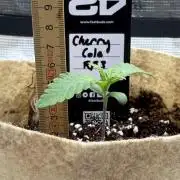 Baby Momma - Cherry Cola Auto RF3