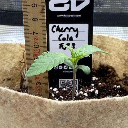 Baby Momma - Cherry Cola Auto RF3
